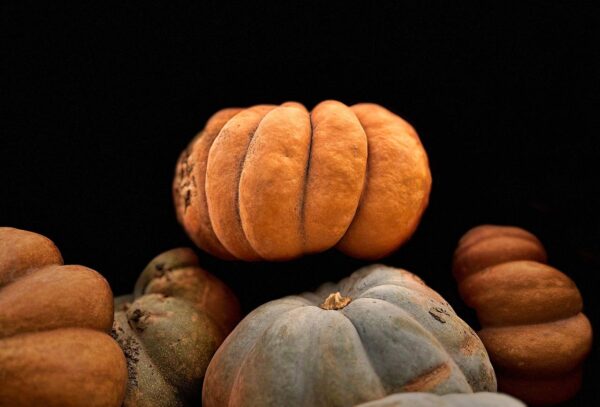 pumpkins 8350480 1280 11